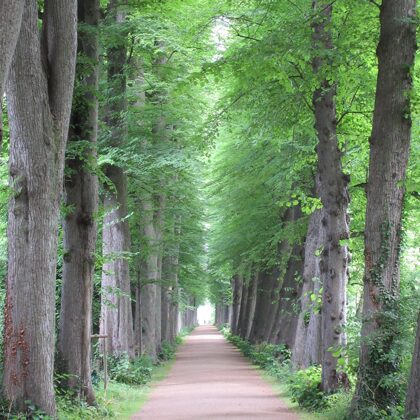 Lindenallee im Schlossgarten Eutin