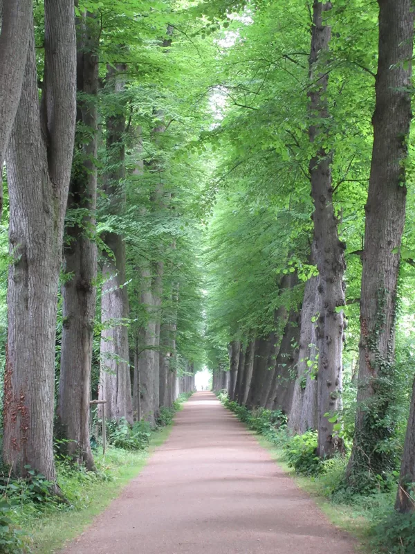 Lindenallee im Schlossgarten Eutin